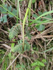 Osmunda japonica