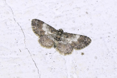 Physocleora minuta