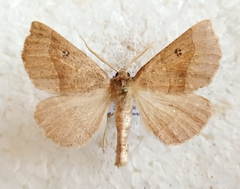 Crocallis dardoinaria