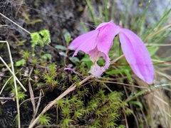 Pleione formosana