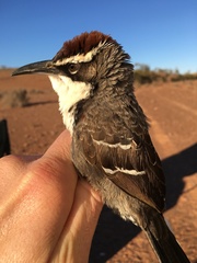 Pomatostomus ruficeps