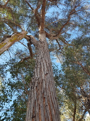 Eucalyptus youmanii