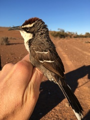 Pomatostomus ruficeps