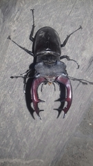 Lucanus cervus