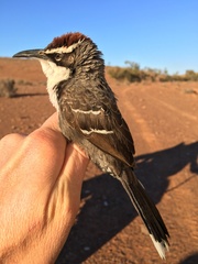 Pomatostomus ruficeps