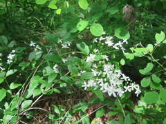 Clematis terniflora mandshurica