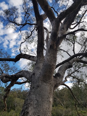 Eucalyptus bridgesiana