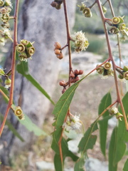 Eucalyptus bridgesiana