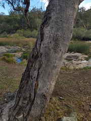Eucalyptus bridgesiana