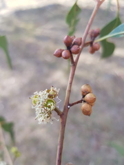 Eucalyptus bridgesiana