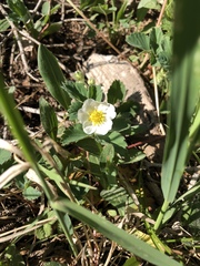 Fragaria virginiana glauca