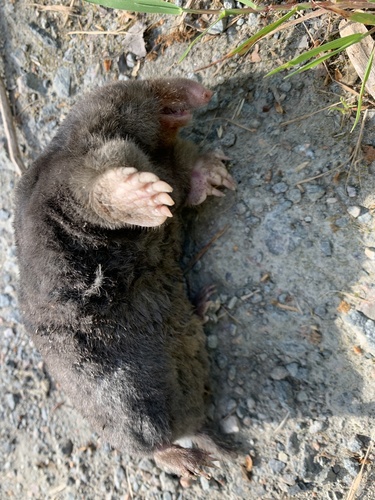 Aquitanian Mole