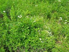 Clematis terniflora mandshurica
