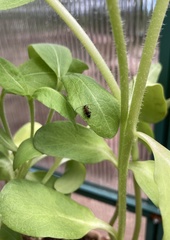 Phymatodes obliquus