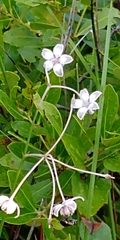 Asclepias cinerea