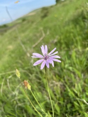 Scorzonera rosea