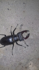 Lucanus cervus