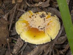 Amanita xanthocephala