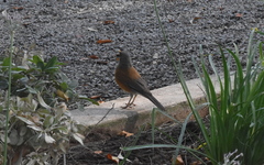 Turdus rufopalliatus
