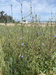 Cichorium endivia