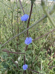 Cichorium endivia