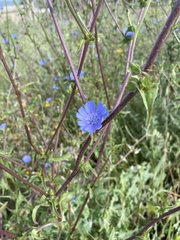 Cichorium endivia