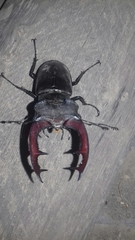 Lucanus cervus