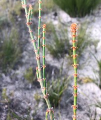 Allocasuarina mackliniana
