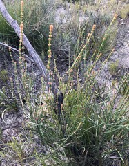 Allocasuarina mackliniana