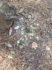 Arabidopsis halleri