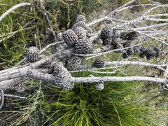 Allocasuarina mackliniana