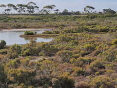 Xanthorhoe percrassata