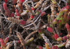 Xanthorhoe percrassata