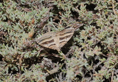 Xanthorhoe percrassata