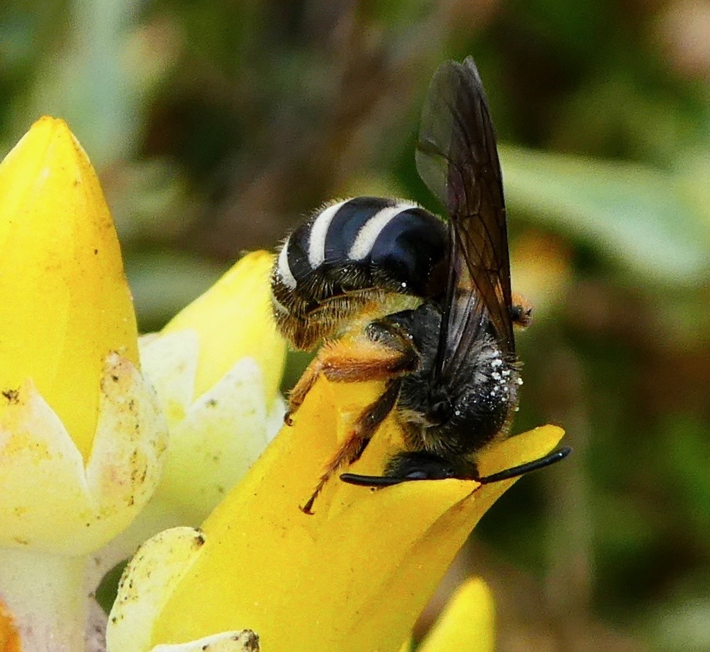Channel Island Sweat Bee
