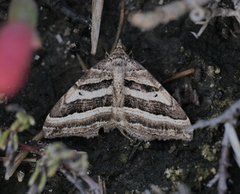Xanthorhoe percrassata