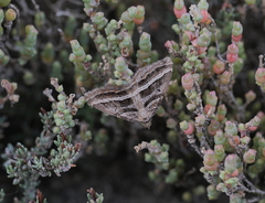 Xanthorhoe percrassata