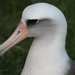 North Pacific Albatrosses - Photo (c) Caleb Slemmons, some rights reserved (CC BY-NC)