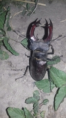 Lucanus cervus