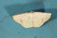 Simopteryx torquataria