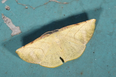 Simopteryx torquataria