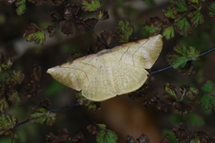 Simopteryx torquataria