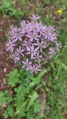 Allium nigrum