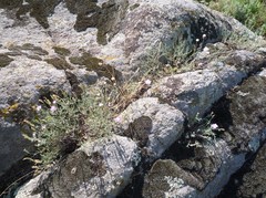 Dianthus hypanicus
