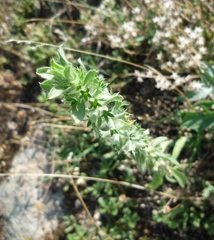 Sideritis montana montana