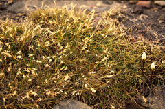 Rytidosperma pulchrum