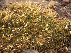 Rytidosperma pulchrum