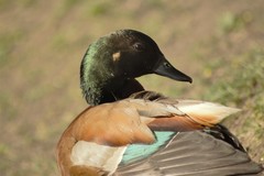 Anas platyrhynchos × Tadorna ferruginea