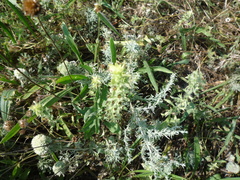 Sideritis montana montana