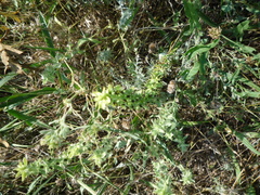 Sideritis montana montana